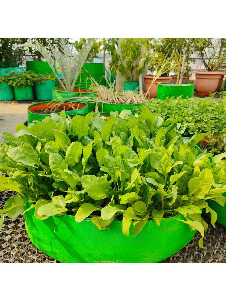     			Jignisha Seeds Hybrid Spinach Vegetable ( 200 Seeds )