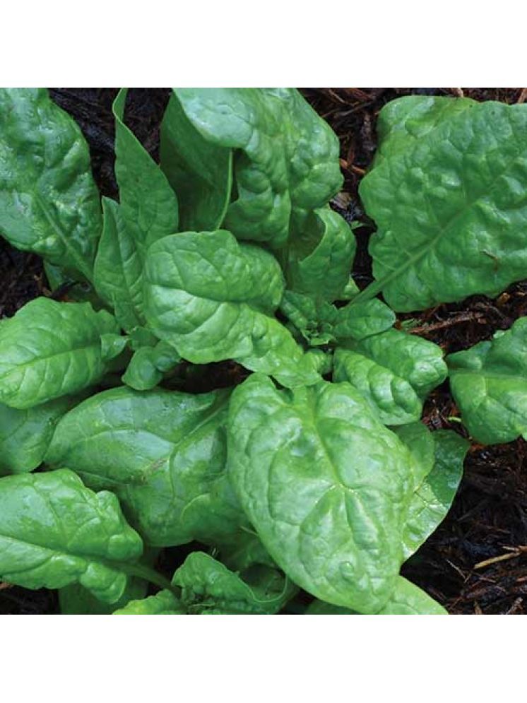     			Jignisha Seeds Spinach Vegetable ( 200 Seeds )