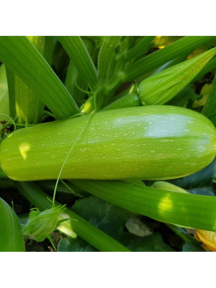     			PARTHVA SEEDS Hybrid Green Zucchini Vegetable ( 15 Seeds )