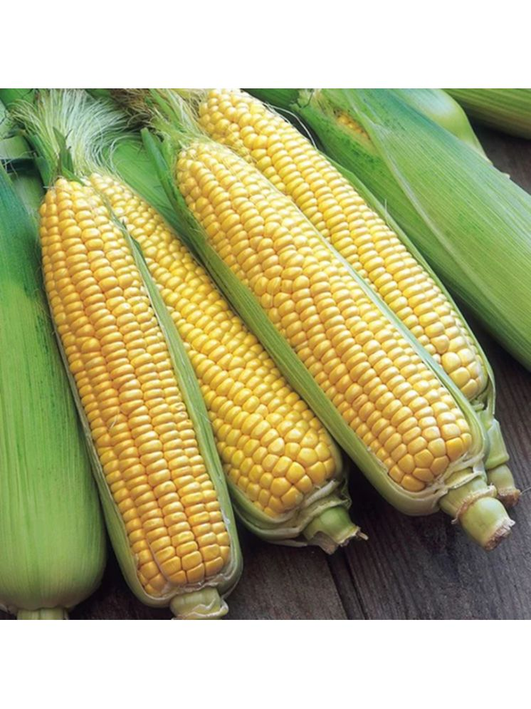     			PARTHVA SEEDS Sweet Corn Vegetable ( 20 Seeds )