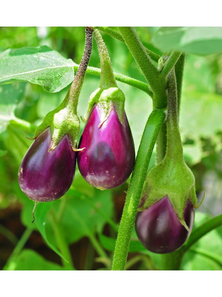     			Jignisha Seeds Aubergine Vegetable ( 50 Seeds )