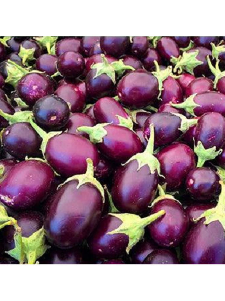     			Jignisha Seeds Organic Aubergine Vegetable ( 50 Seeds )