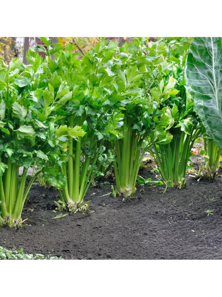     			Jignisha Seeds Hybrid Celery Vegetable ( 100 Seeds )