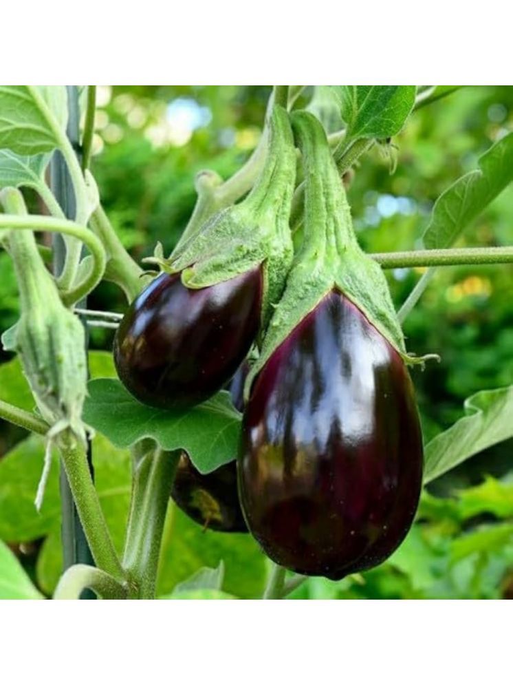     			Jignisha Seeds Organic Aubergine Vegetable ( 50 Seeds )