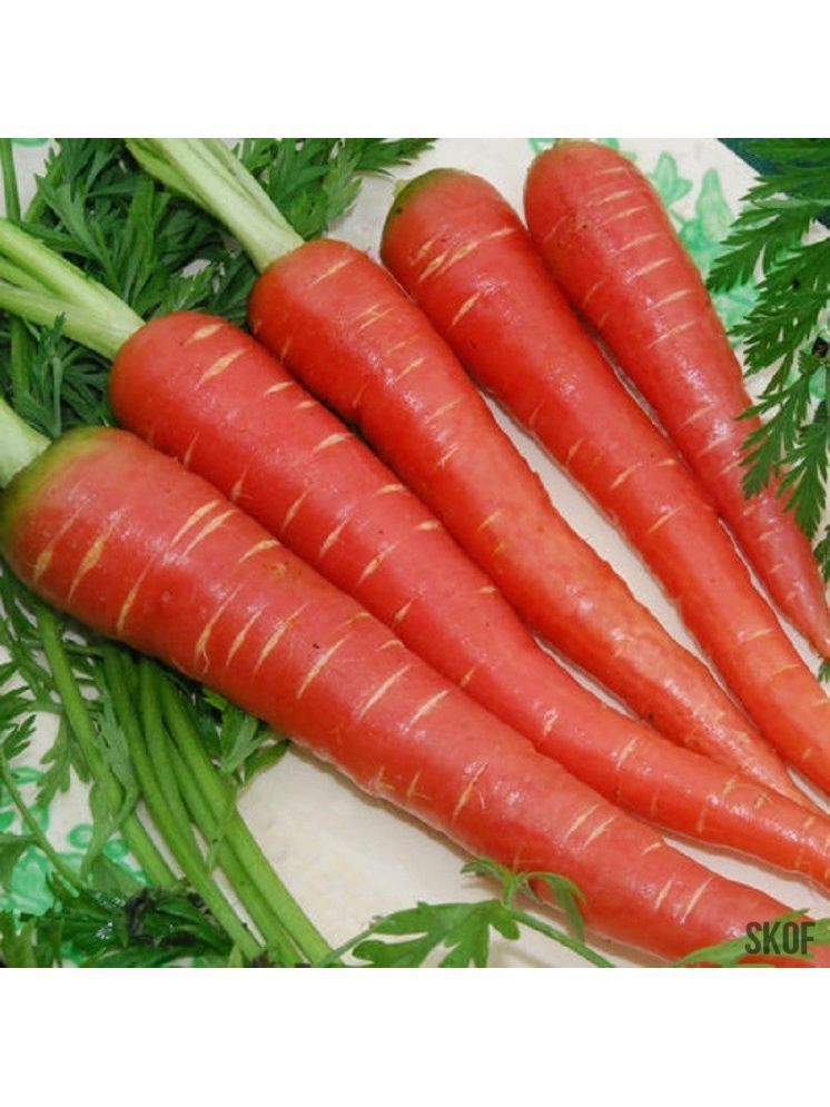     			Jignisha Seeds Organic Carrot Vegetable ( 50 Seeds )