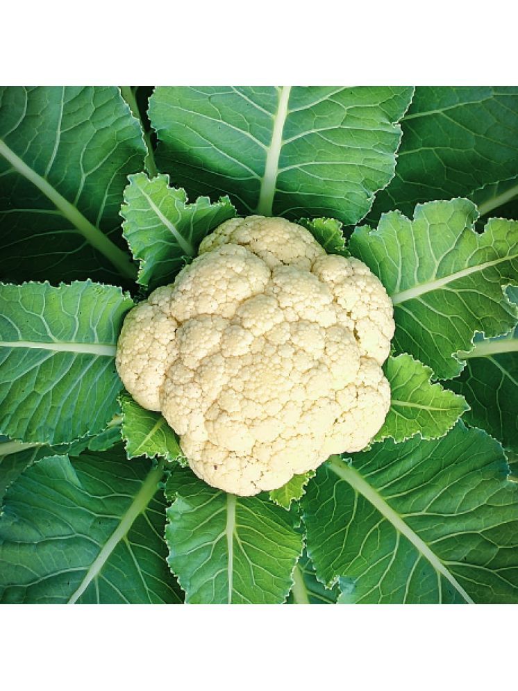     			Jignisha Seeds Organic Cauliflower Vegetable ( 100 Seeds )