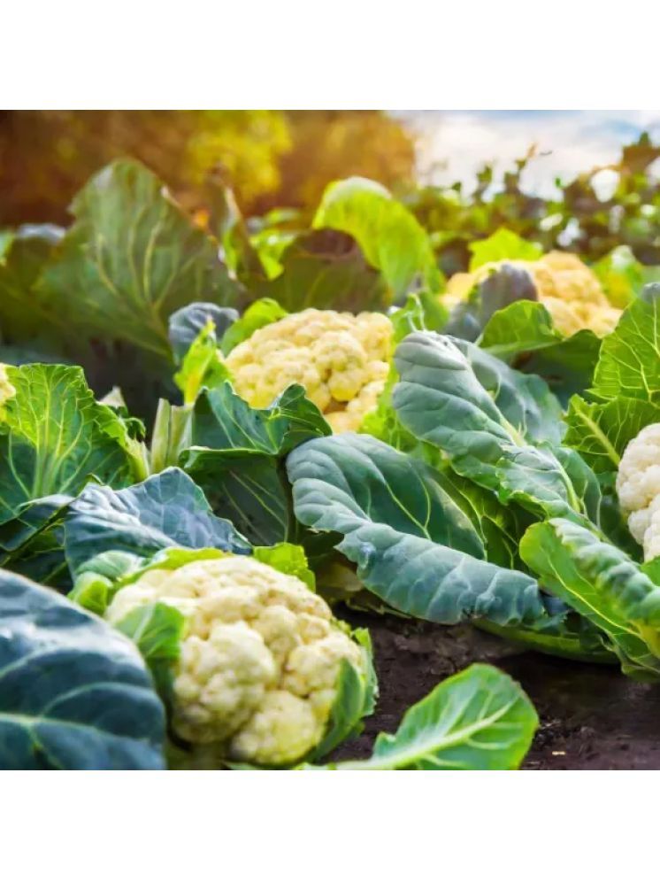     			Jignisha Seeds Organic Cauliflower Vegetable ( 100 Seeds )