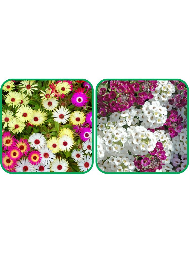     			Aero Seeds Alyssum Mix Color (50 Seeds) And Ice Flower Mix Color (50 Seeds) (50 Seeds)Flower Seeds Pack