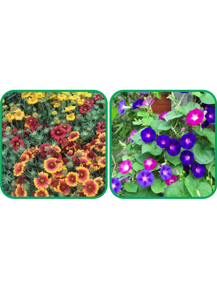     			Aero Seeds Morning Glory Mix Color (50 Seeds) And Gaillardia Aristata Mix Color (50 Seeds) Flower Seeds Pack