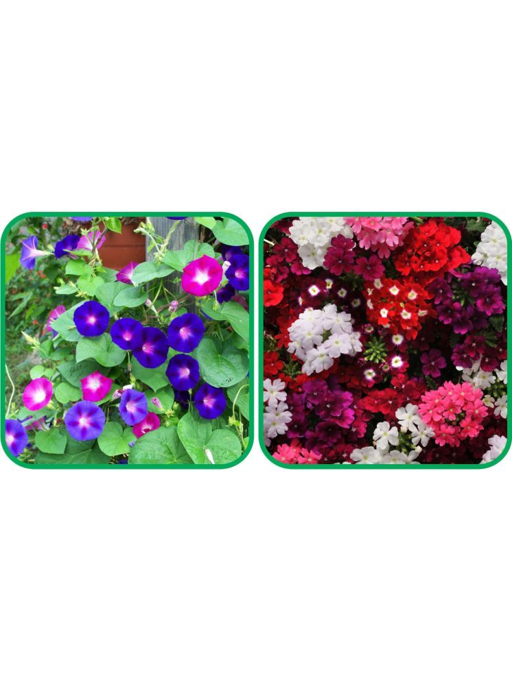     			Aero Seeds Verbena Mix Color (50 Seeds) And Morning Glory Mix Color (50 Seeds) Flower Seeds Pack