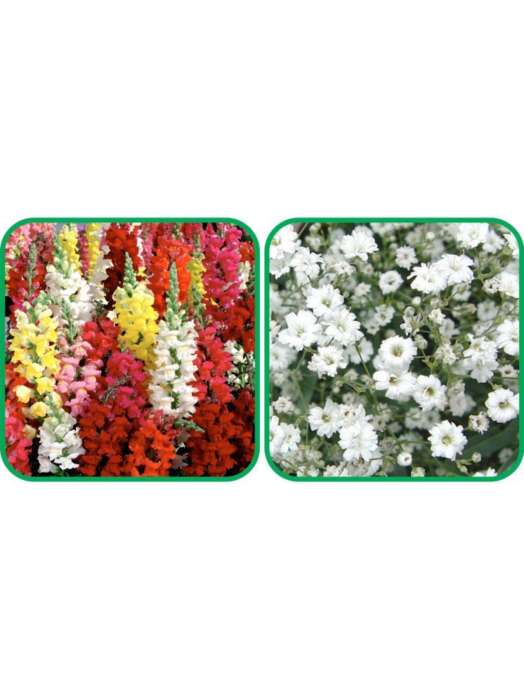     			Aero Seeds Gypsophila elegans White (50 Seeds) And Antirrhinum Mix Color (50 Seeds) Flower Seeds Pack