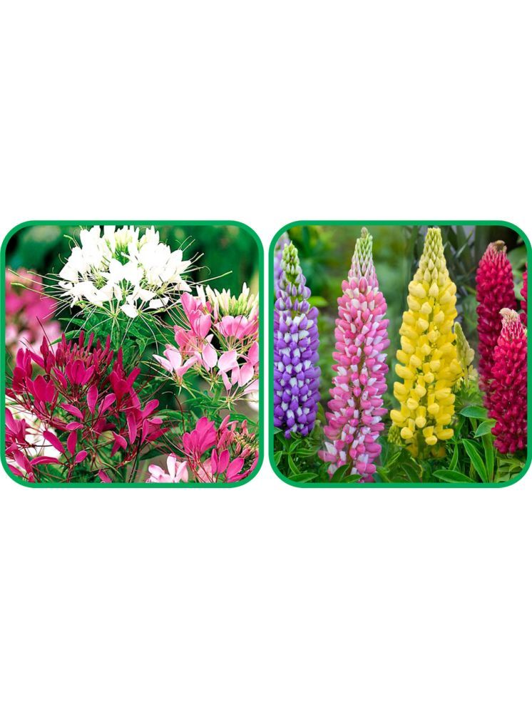     			Aero Seeds Lupin Mix Color (50 Seeds) And Cleome Spinosa Mix Color (50 Seeds) Flower Seeds Pack