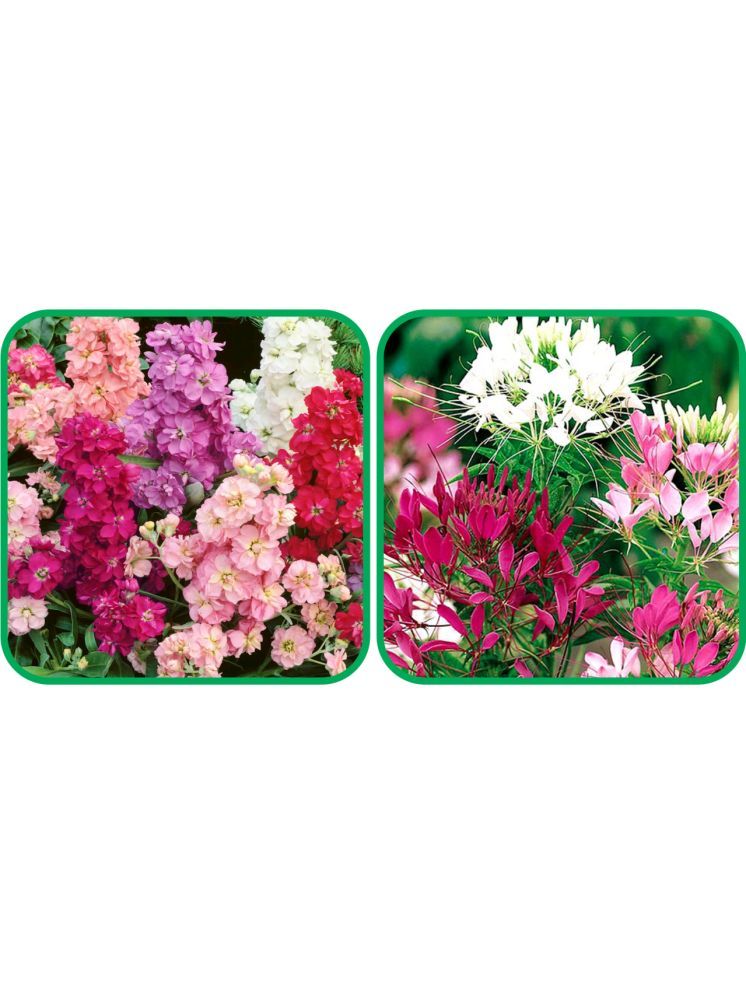     			Aero Seeds Cleome Spinosa Mix Color (50 Seeds) And Stock Mix Color (50 Seeds) Flower Seeds Pack