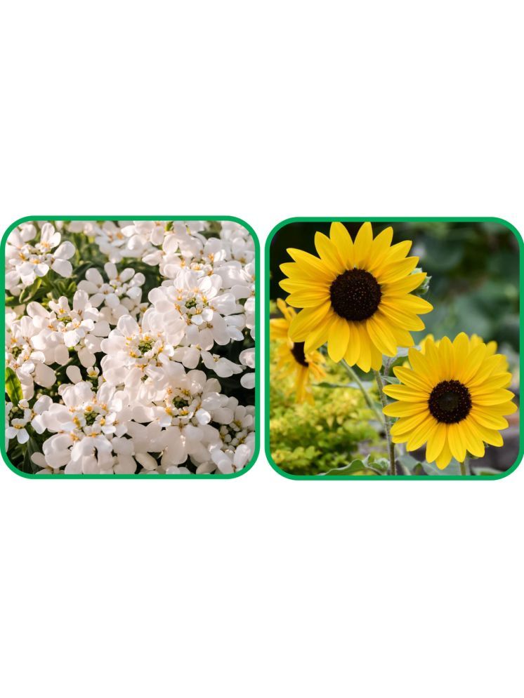     			Aero Seeds Sunflower Tall (50 Seeds) And Candytuft Mix Color (50 Seeds) Flower Seeds Pack