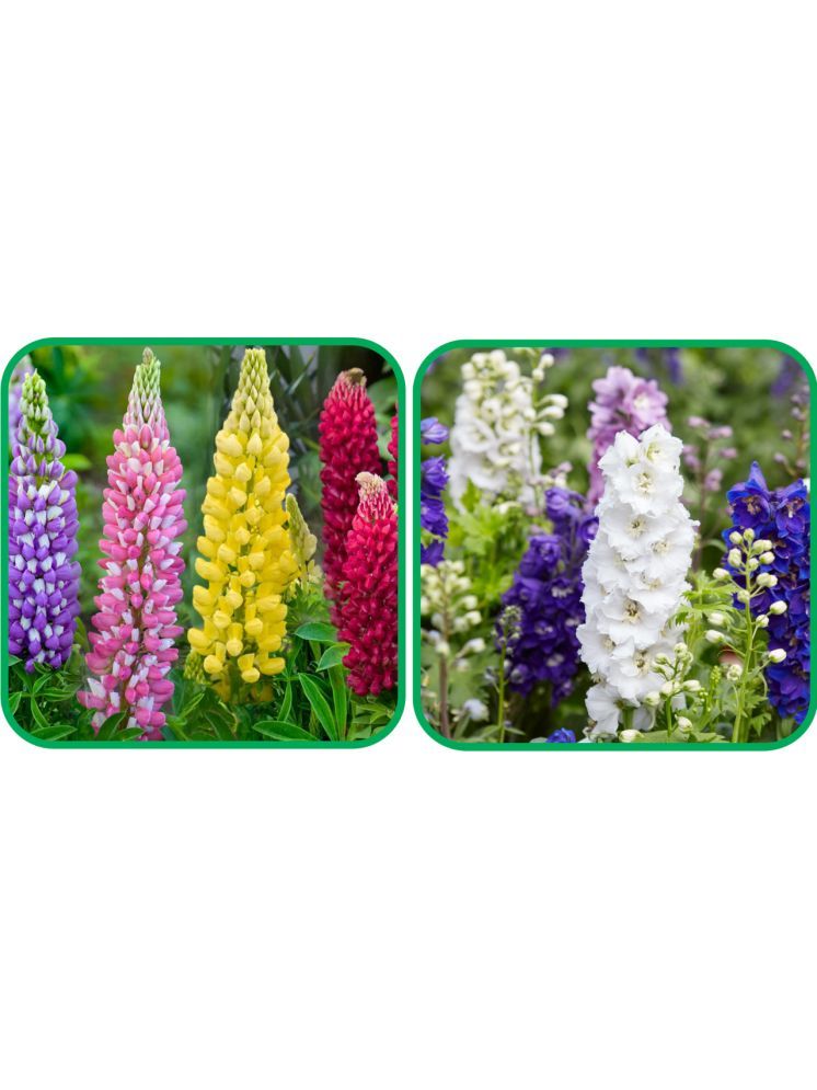     			Aero Seeds Delphinium Mix Color (50 Seeds) And Lupin Mix Color (50 Seeds) Flower Seeds Pack