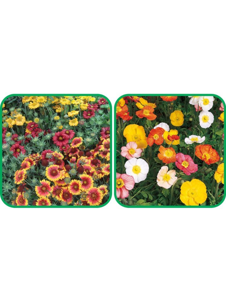     			Aero Seeds Poppy Iceland Mix Color (50 Seeds) And Gaillardia Aristata Mix Color (50 Seeds) Flower Seeds Pack