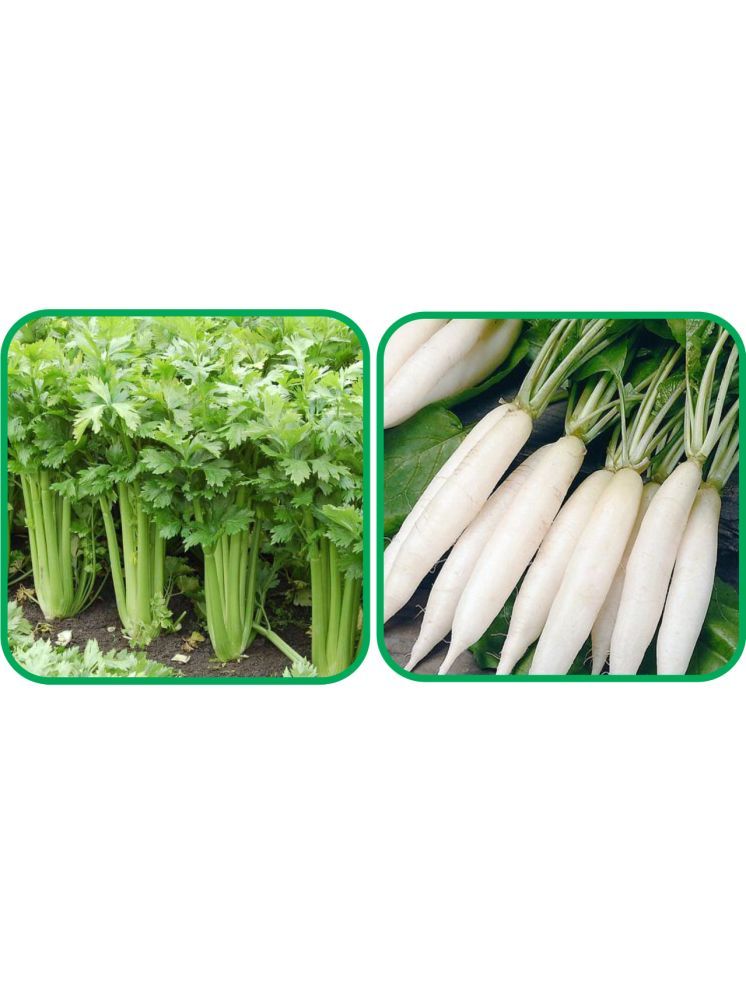     			Aero Seeds Radish White Long (100 Seeds) And Celery ( 100 Seeds) Vegetable Seeds Pack