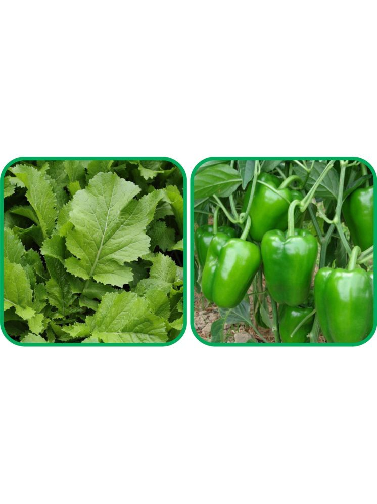     			Aero Seeds Capsicum ( 30 Seeds) And Mustard (200 Seeds) Vegetable Seeds Pack