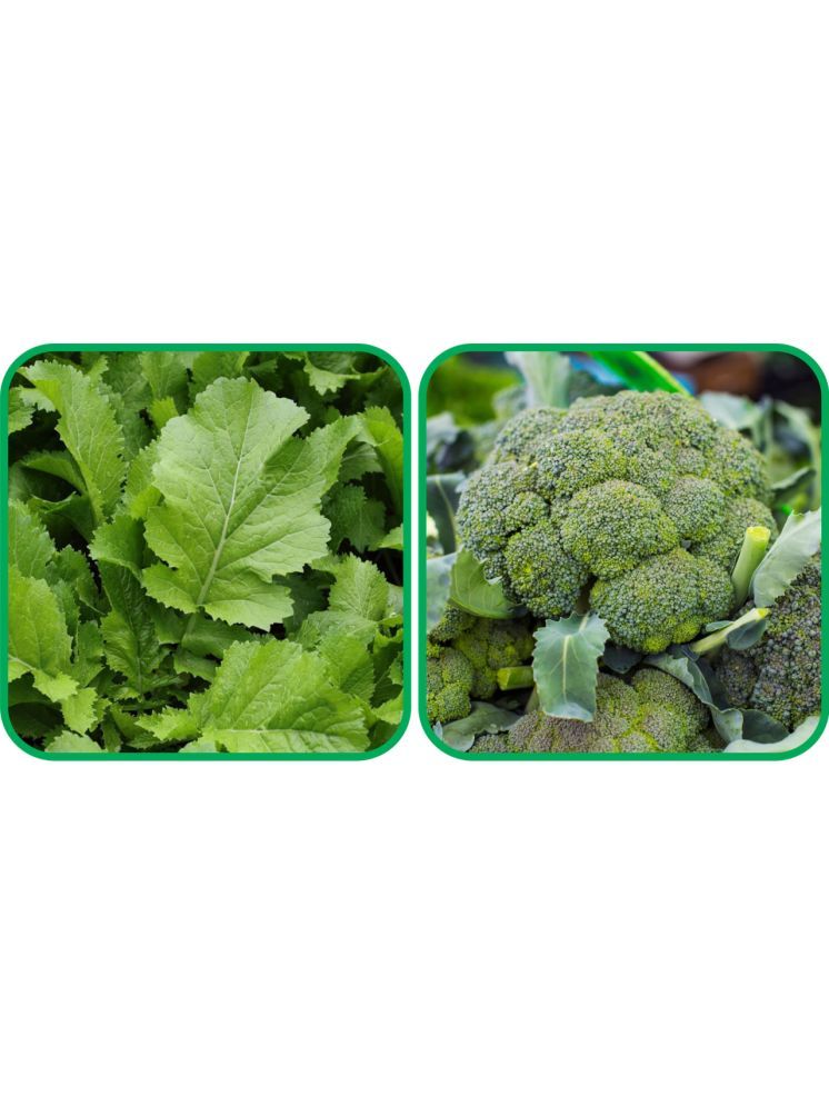     			Aero Seeds Broccoli ( 50 Seeds) And Mustard (200 Seeds) Vegetable Seeds Pack