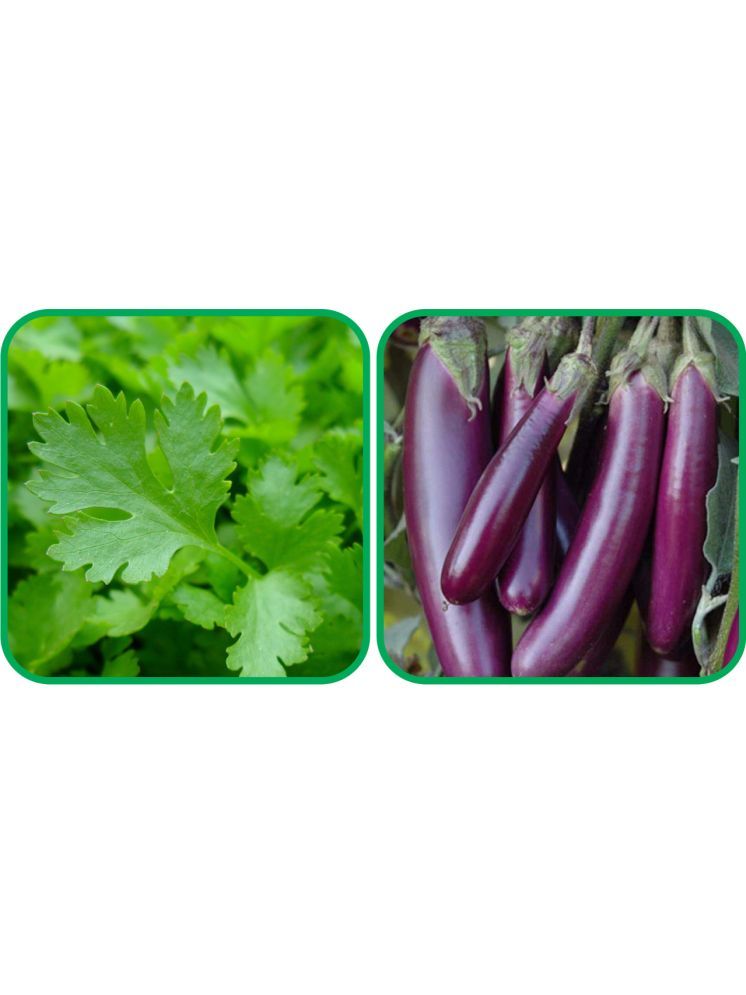     			Aero Seeds Brinjal Purple Long (30 Seeds) And Parsley ( 100 Seeds) Vegetable Seeds Pack