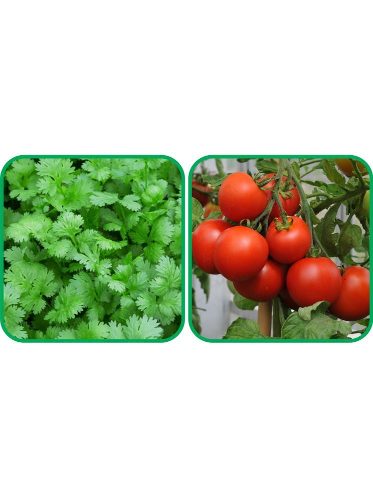     			Aero Seeds Tomato ( 50 Seeds) And Coriander (200 Seeds) Vegetable Seeds Pack