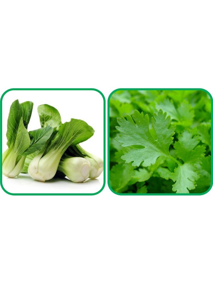     			Aero Seeds Parsley ( 100 Seeds) And Pak Choi ( 50 Seeds) Vegetable Seeds Pack