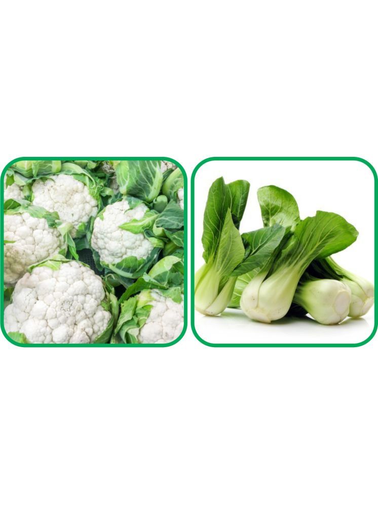     			Aero Seeds Pak Choi ( 50 Seeds) And Cauliflower ( 50 Seeds) Vegetable Seeds Pack