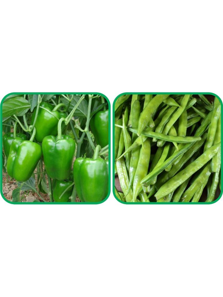     			Aero Seeds Cluster Beans ( 50 Seeds) And Capsicum ( 30 Seeds) Vegetable Seeds Pack