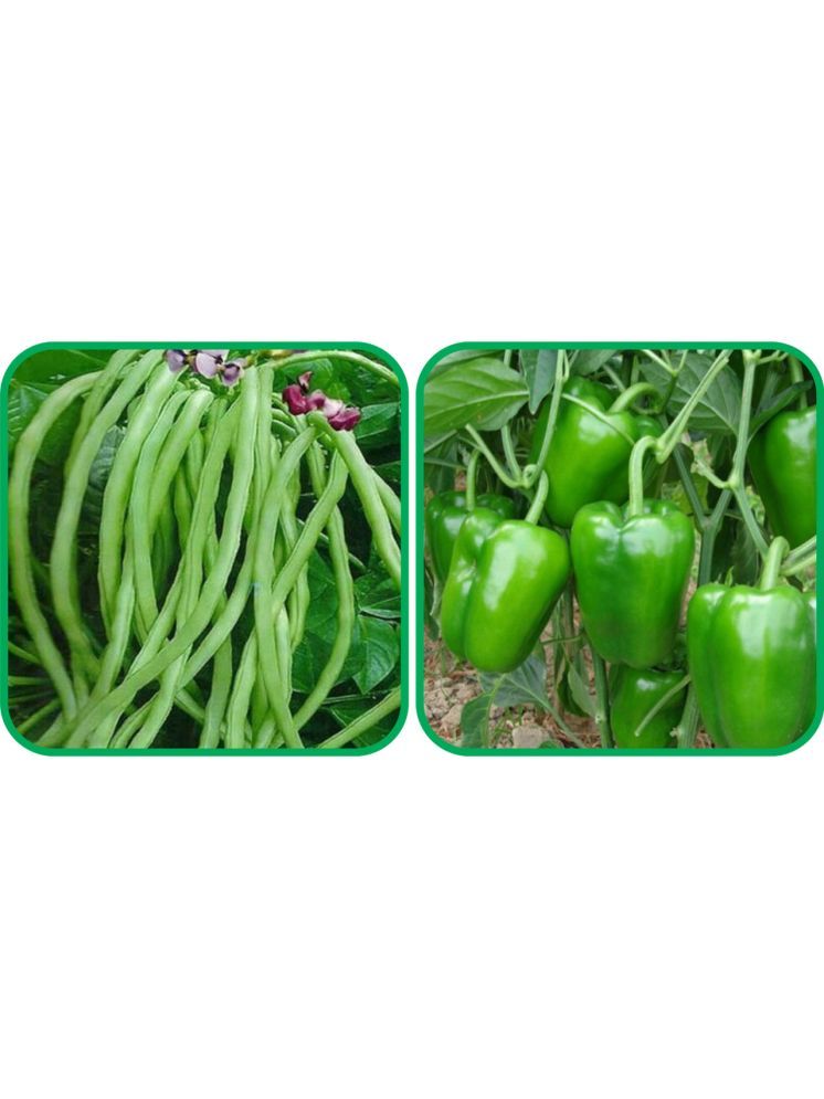     			Aero Seeds Capsicum ( 30 Seeds) And Lobiya ( 30 Seeds) Vegetable Seeds Pack