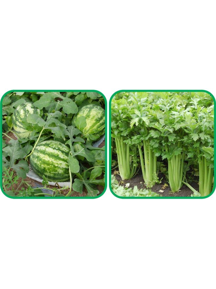     			Aero Seeds Celery ( 100 Seeds) And Watermelon ( 30 Seeds) Vegetable Seeds Pack