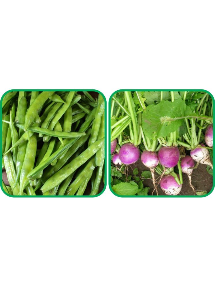     			Aero Seeds Turnip ( 100 Seeds) And Cluster Beans ( 50 Seeds) Vegetable Seeds Pack