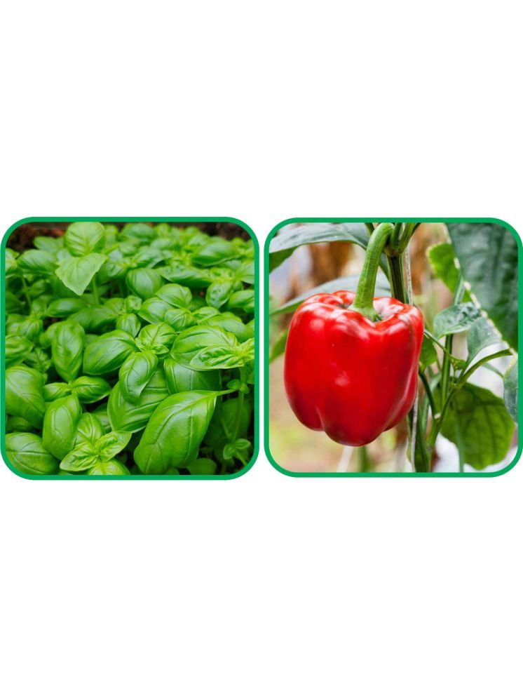     			Aero Seeds Capsicum Red ( 30 Seeds) And Basil Green ( 100 Seeds) Vegetable Seeds Pack