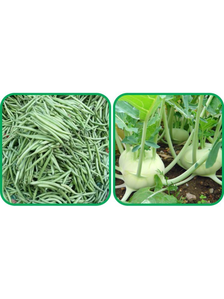     			Aero Seeds Knol Khol ( 50 Seeds) And French Beans ( 30 Seeds) Vegetable Seeds Pack