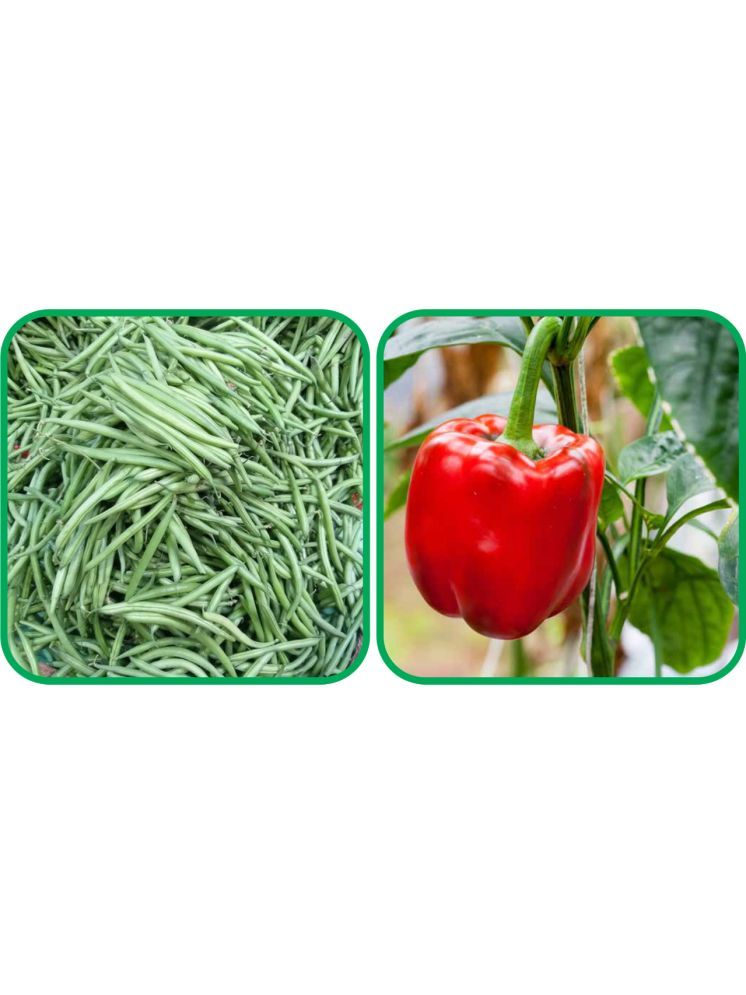     			Aero Seeds Capsicum Red ( 30 Seeds) And French Beans ( 30 Seeds) Vegetable Seeds Pack