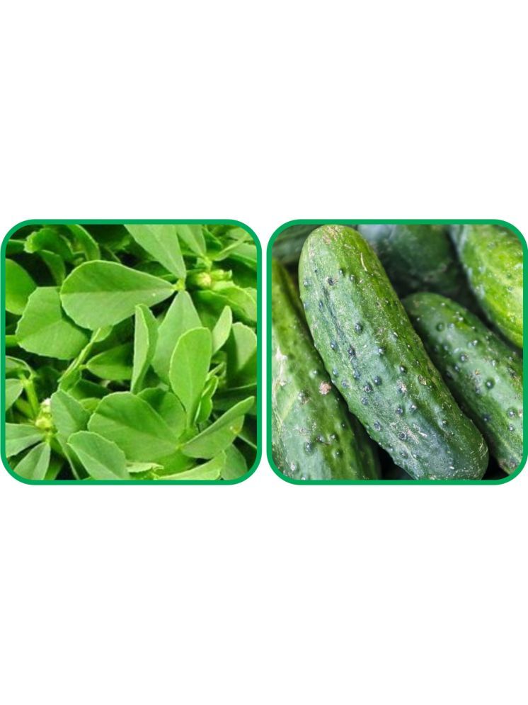     			Aero Seeds Cucumber ( 30 Seeds) And Fenugreek (200 Seeds) Vegetable Seeds Pack