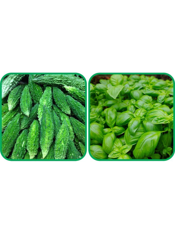     			Aero Seeds Basil Green ( 100 Seeds) And Bitter Gourd ( 30 Seeds) Vegetable Seeds Pack