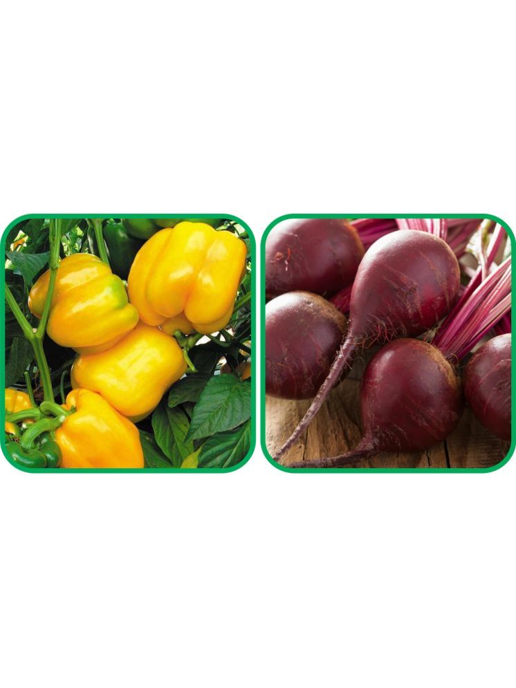     			Aero Seeds Beetroot ( 100 Seeds) And Capsicum Yellow ( 30 Seeds) Vegetable Seeds Pack