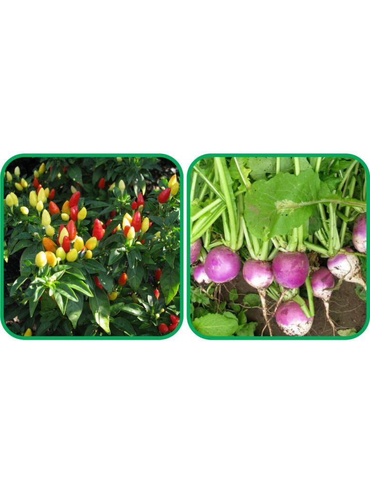     			Aero Seeds Turnip ( 100 Seeds) And Ornamental Chilli ( 30 Seeds) Vegetable Seeds Pack