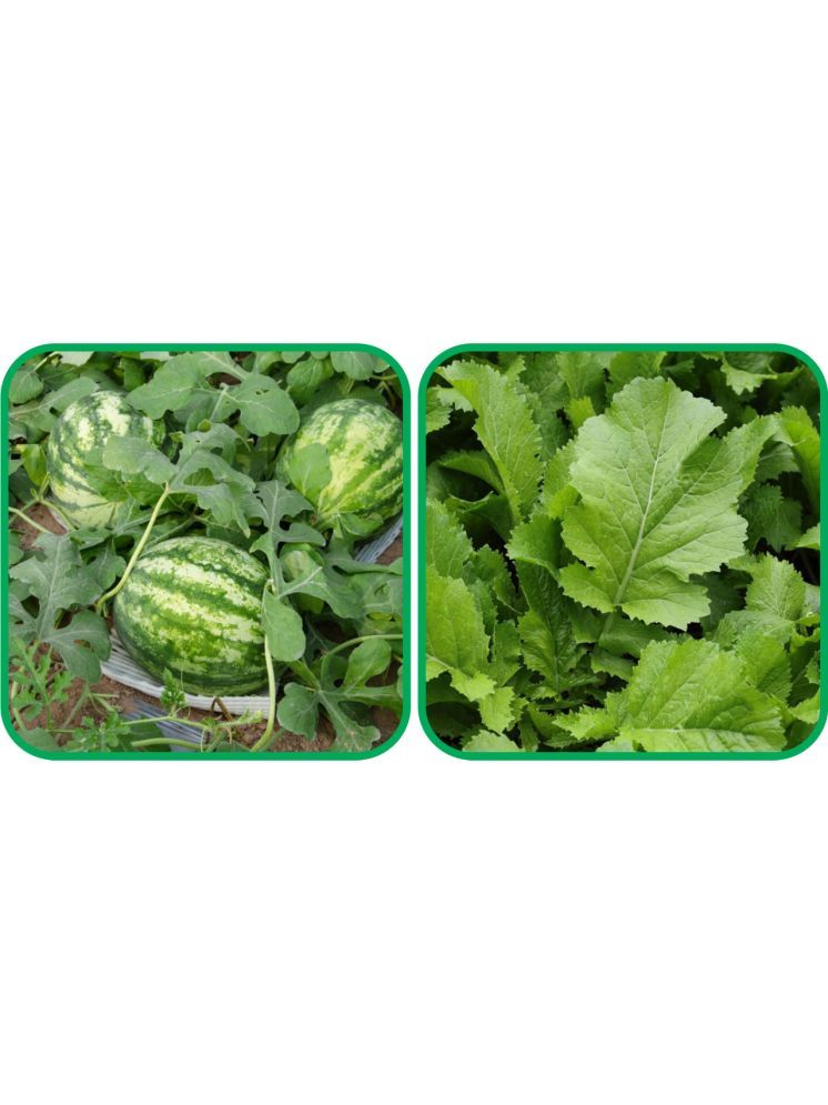     			Aero Seeds Spinach (200 Seeds) And Watermelon ( 30 Seeds) Vegetable Seeds Pack