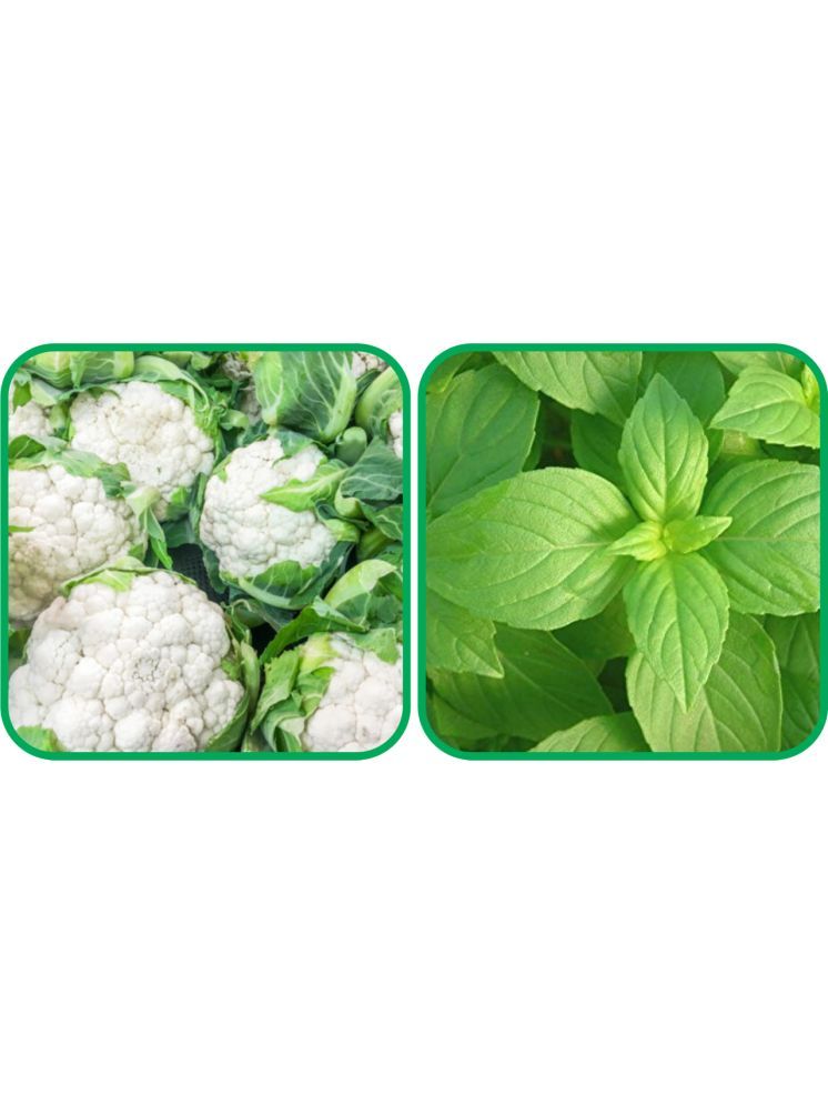     			Aero Seeds Lemon Basil ( 100 Seeds) And Cauliflower ( 50 Seeds) Vegetable Seeds Pack