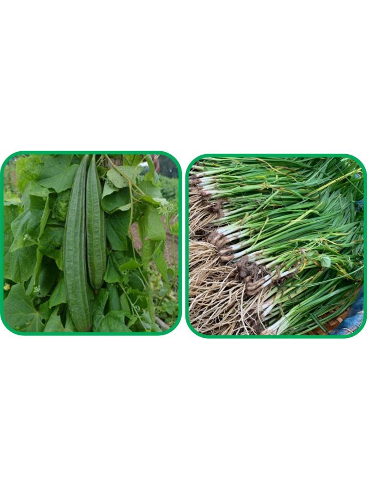     			Aero Seeds Garlic Chives ( 50 Seeds) And Ridge Gourd (30 Seeds) Vegetable Seeds Pack