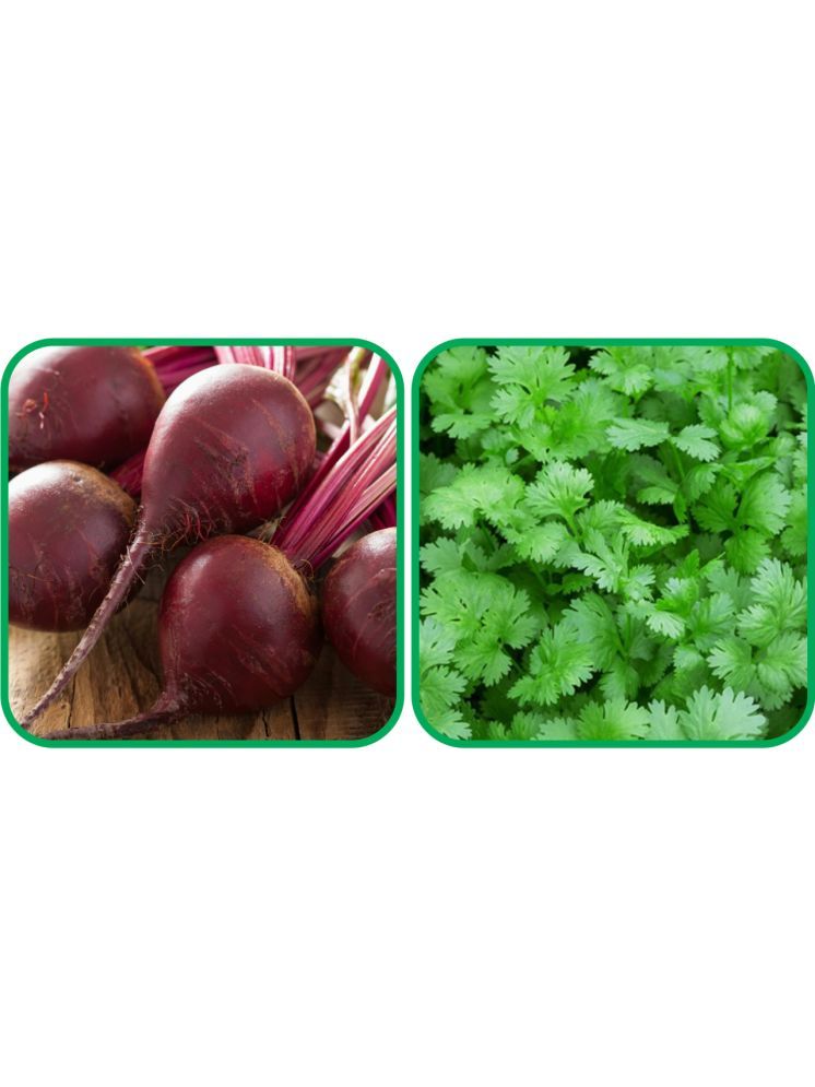     			Aero Seeds Coriander (200 Seeds) And Beetroot ( 100 Seeds) Vegetable Seeds Pack