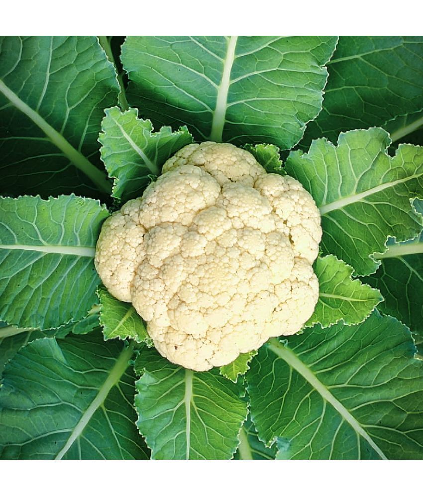     			Jignisha Seeds Full / Fool Gobi Vegetable ( 100 Seeds )