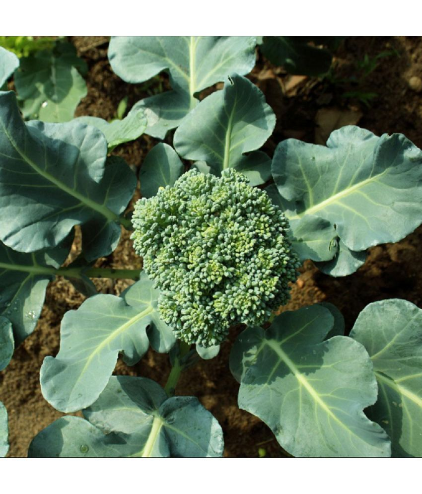     			Jignisha Seeds Hybrid Broccoli Vegetable ( 100 Seeds )