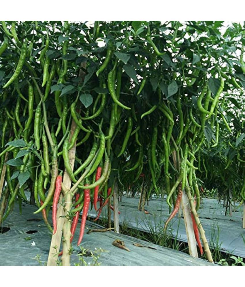     			Jignisha Seeds Hybrid Green Chilli Vegetable ( 50 Seeds )