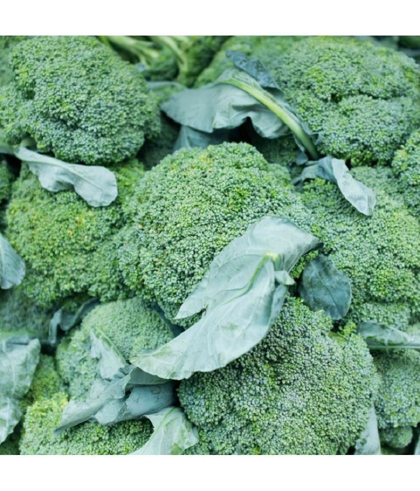     			Jignisha Seeds Organic Broccoli Vegetable ( 100 Seeds )