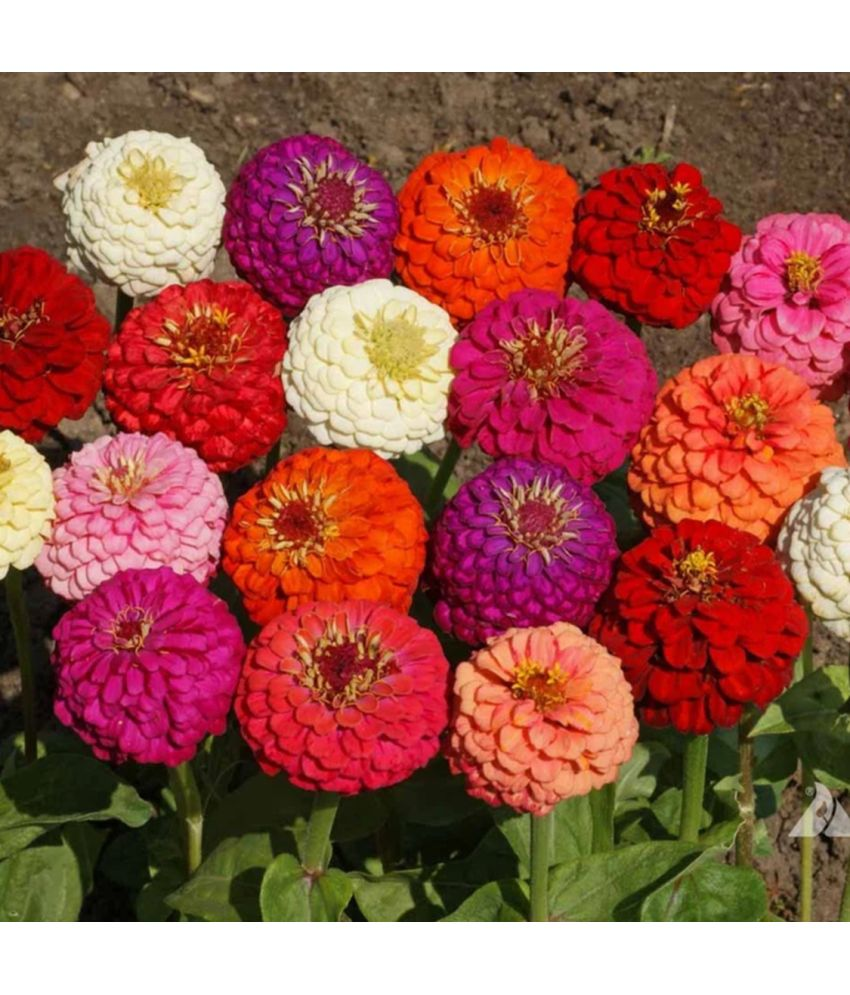     			PARTHVA SEEDS Zinnia Mixed Flower ( 20 Seeds )