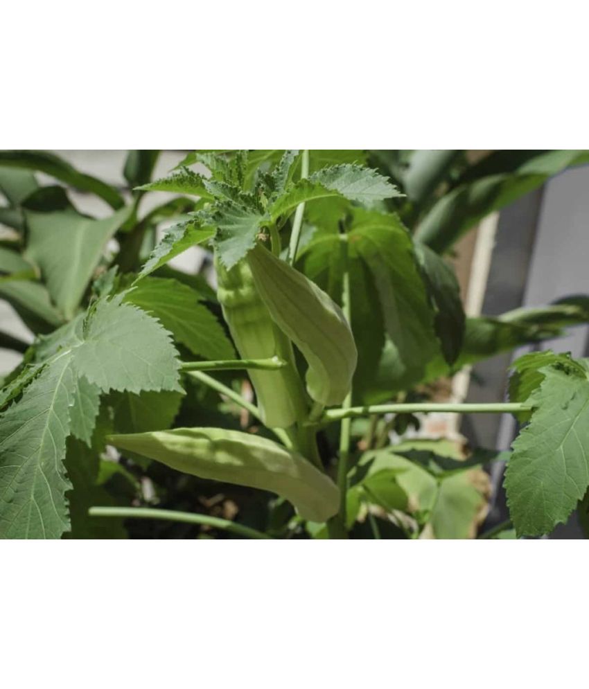     			JAPURA Hybrid Okra Vegetable ( 100 Seeds )