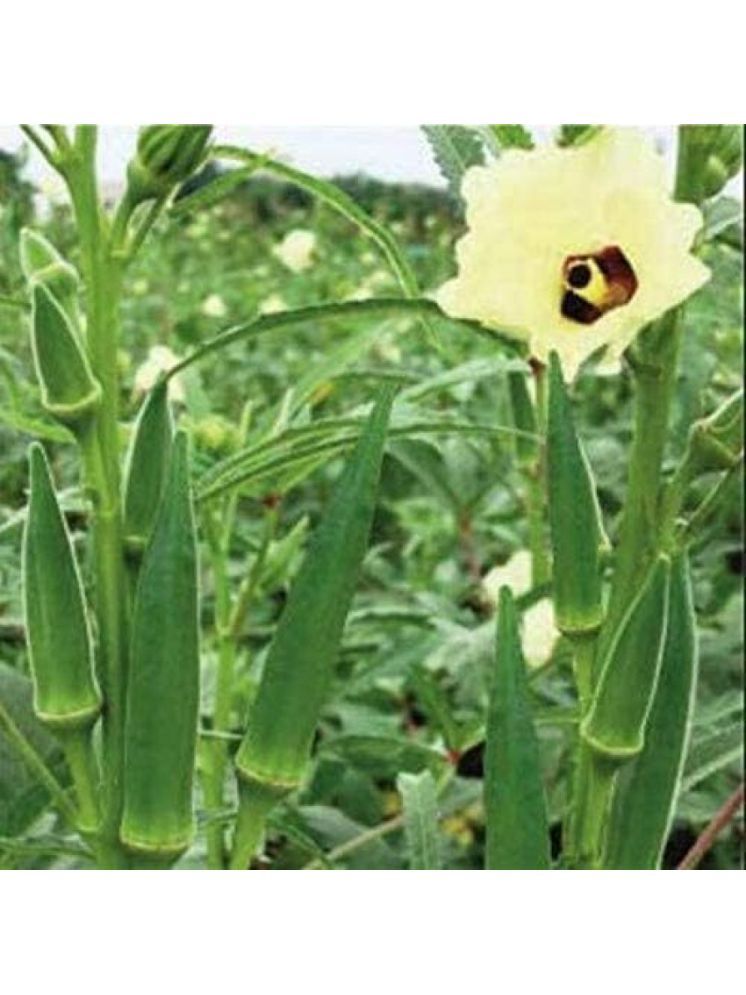     			JAPURA Hybrid Okra Vegetable ( 100 Seeds )