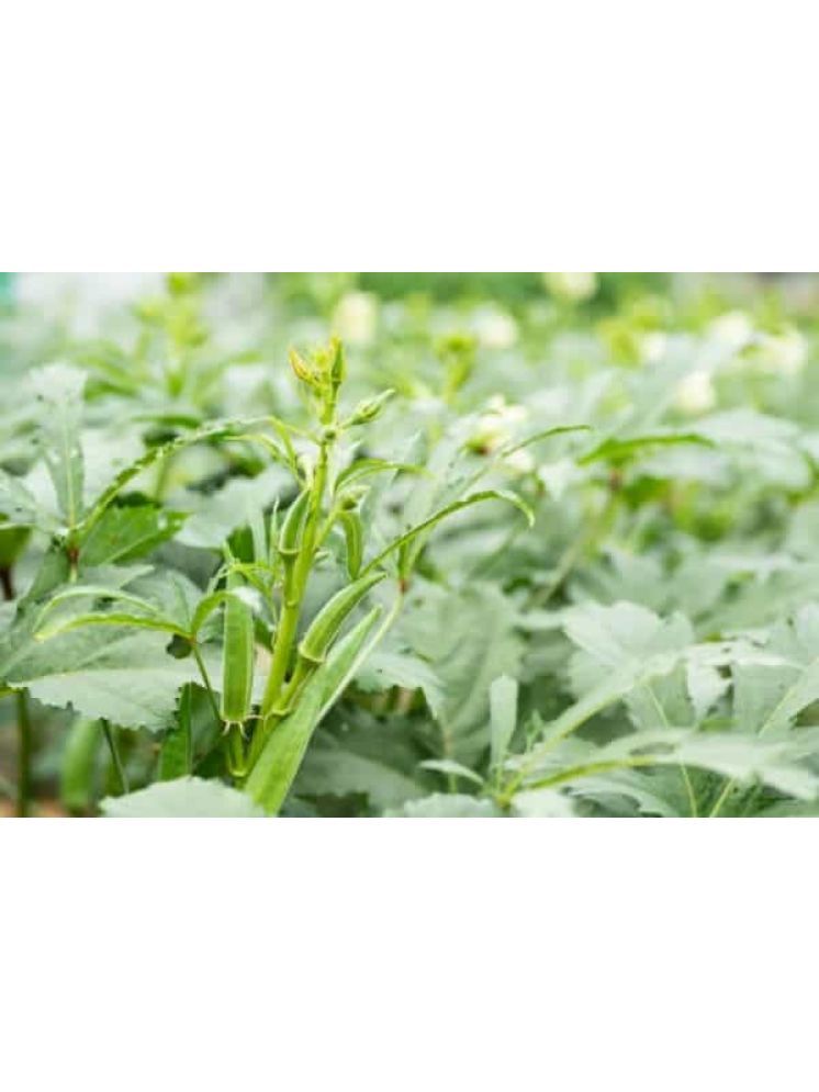     			JAPURA Hybrid Okra Vegetable ( 100 Seeds )